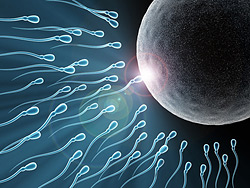 convergence spermatozoides